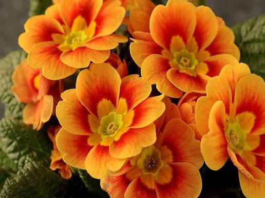 Orange Primrose Flower seeds for Planting - Sun Loving, Heirloom & GMO Free Seeds for Home Garden