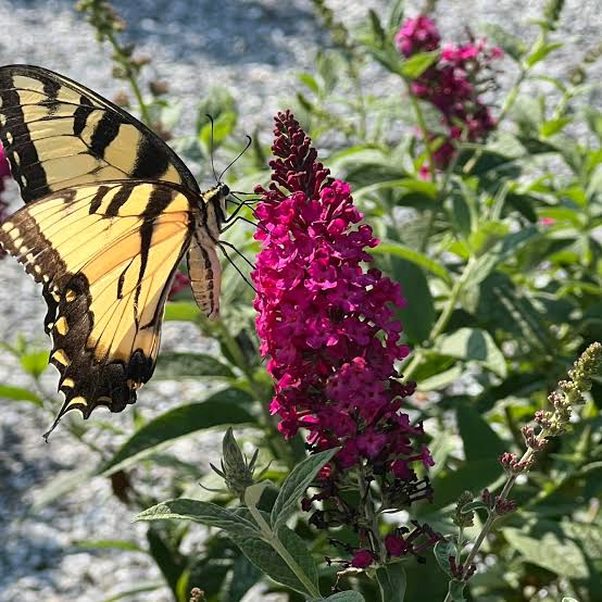 Pink Buddleia Butterfly Bush Flower seeds for Planting - Cottage Garden Essential, Heirloom & GMO Free Seeds for Home Garden