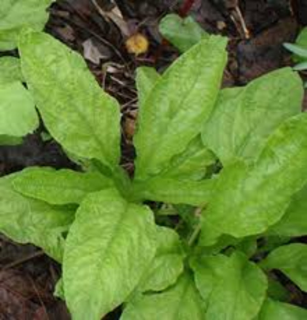 Amaranthus Green Pointed Leaf Seeds - Nutritious Edible Green with Unique Foliage