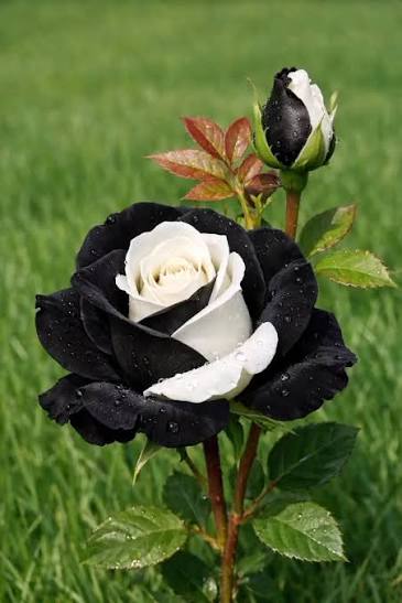 Black and White Rose Flower seeds for Planting - Garden Favorite, Heirloom & GMO Free Seeds for Home Garden