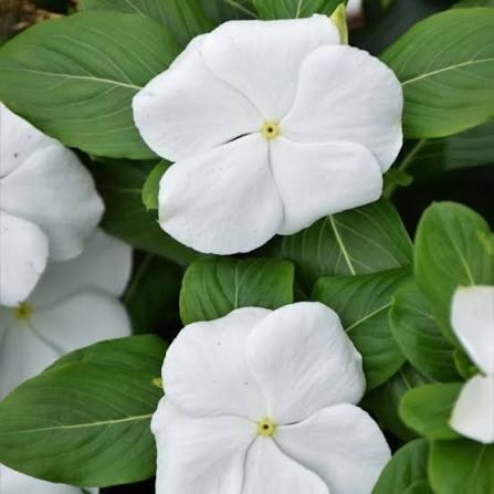 White Vinca Flower seeds for Planting - Long Bloom Season, Heirloom & GMO Free Seeds for Home Garden