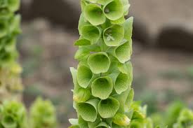 Bells of Ireland Flower Seeds