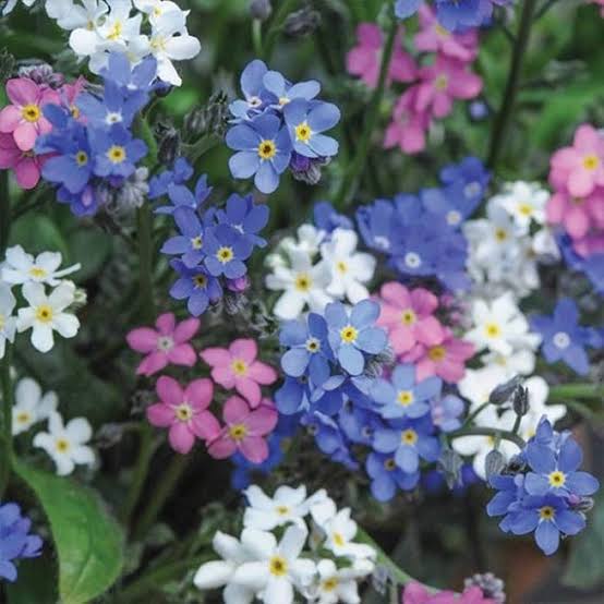 Mixed Myosotis Flower seeds for Planting - Sun Loving, Heirloom & GMO Free Seeds for Home Garden
