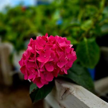 Deep Pink Hydrangea Flower seeds for Planting - Perfect for Borders, Heirloom & GMO Free Seeds for Home Garden