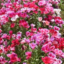 Pink Clarkia Amoena Flower seeds for Planting - Fragrant Blossoms, Heirloom & GMO Free Seeds for Home Garden