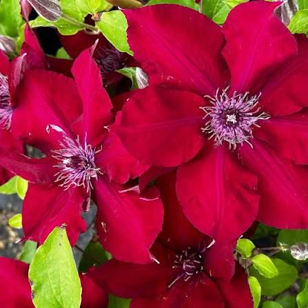 Clematis Burgundy Flower seeds for Planting - Low Maintenance, Heirloom & GMO Free Seeds for Home Garden