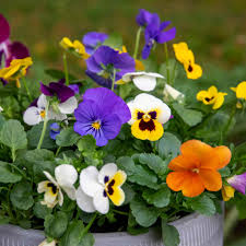 Mixed Viola Sorbet Flower seeds for Planting - Perfect for Borders, Heirloom & GMO Free Seeds for Home Garden