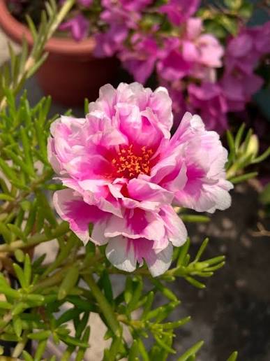 White Pink Moss Rose Flower seeds for Planting - Perfect for Borders, Heirloom & GMO Free Seeds for Home Garden
Sale