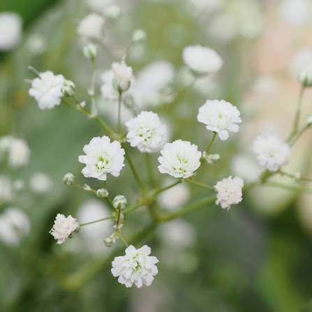 Gypsophila Paniculata Flower seeds for Planting - Long Bloom Season, Heirloom & GMO Free Seeds for Home Garden