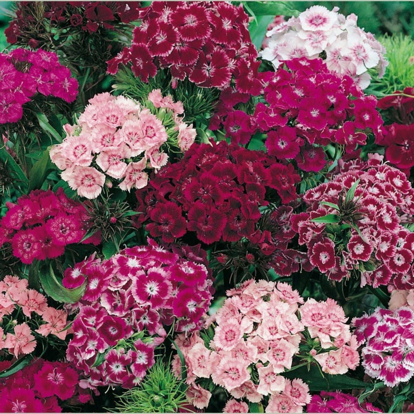 Graines de fleur de Giroflée des murailles