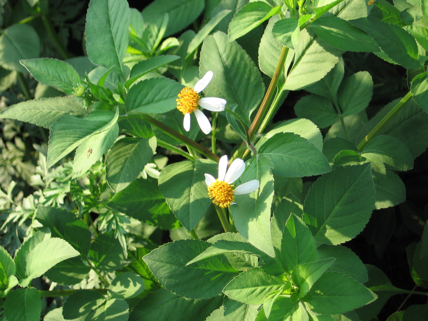 Bidens Alba Flower Seeds