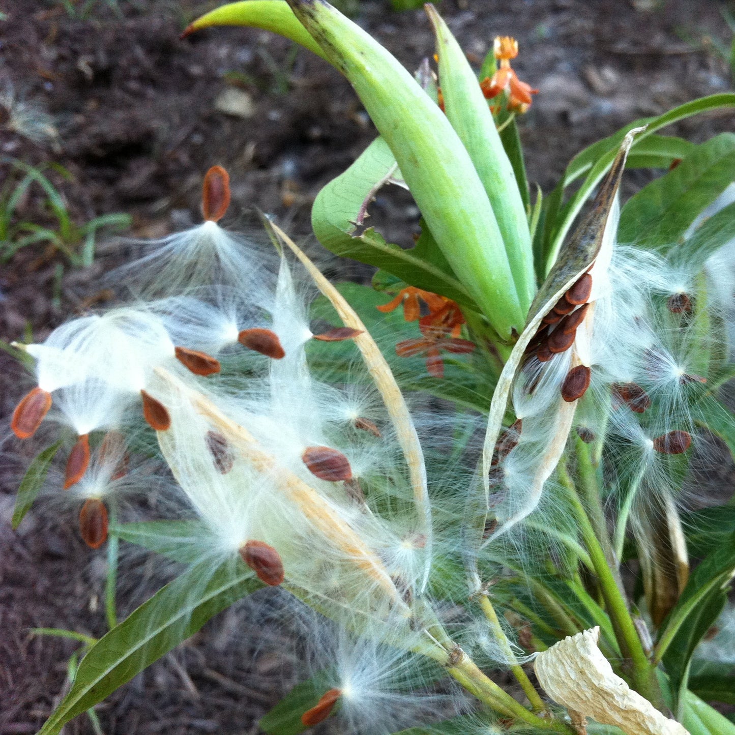Tropical Milkweed Flower Seeds
