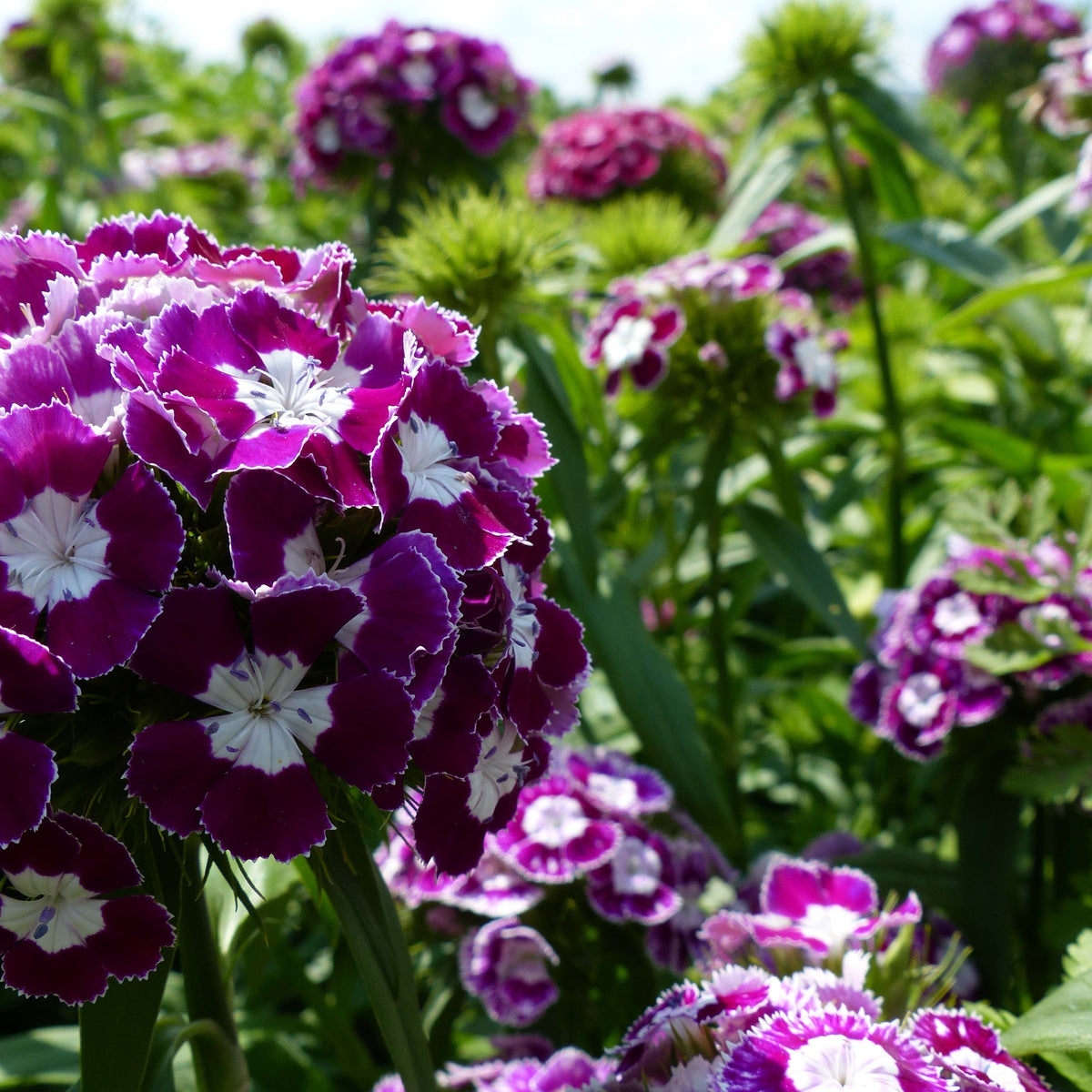 Dianthus Flower seeds for Planting - Compact Growth, Heirloom & GMO Free Seeds for Home Garden
Sale for planting in home garden