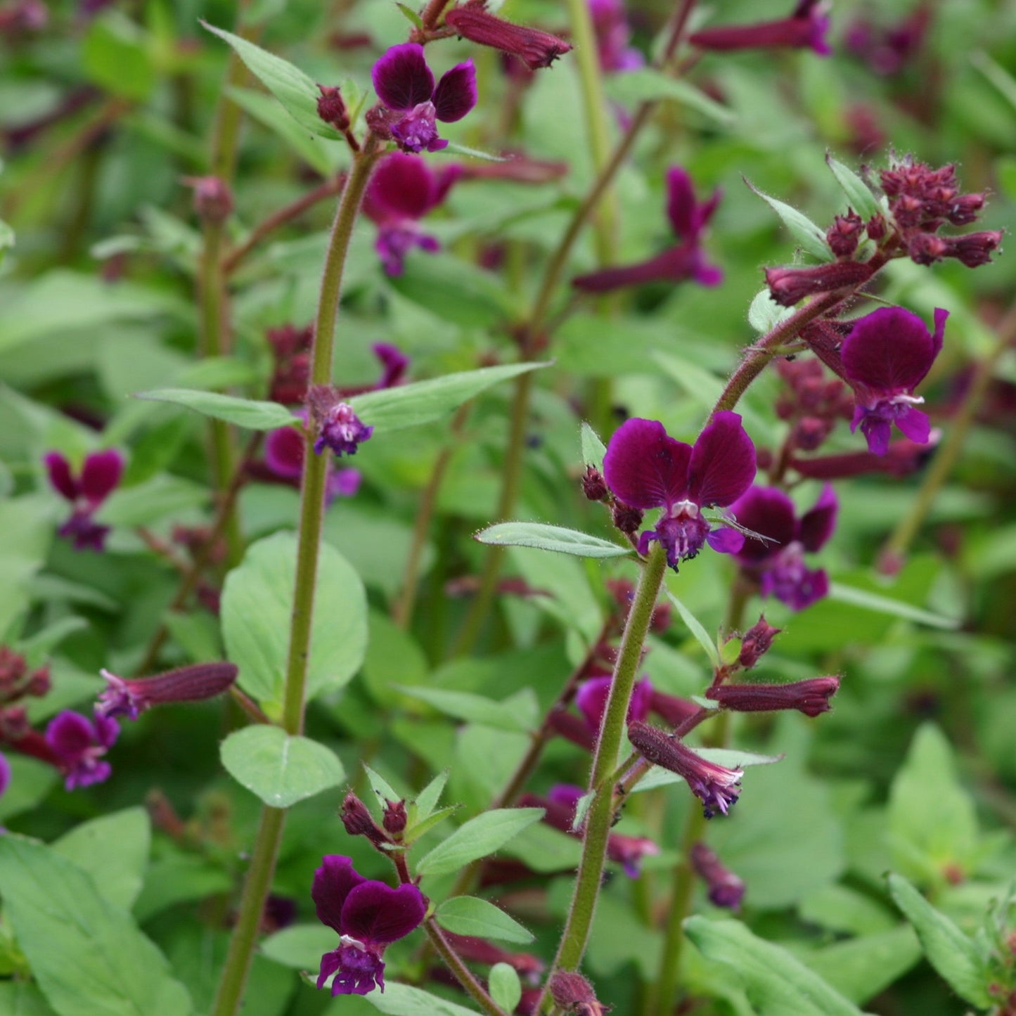 Cuphea 'Purple Passion' Flower Seeds