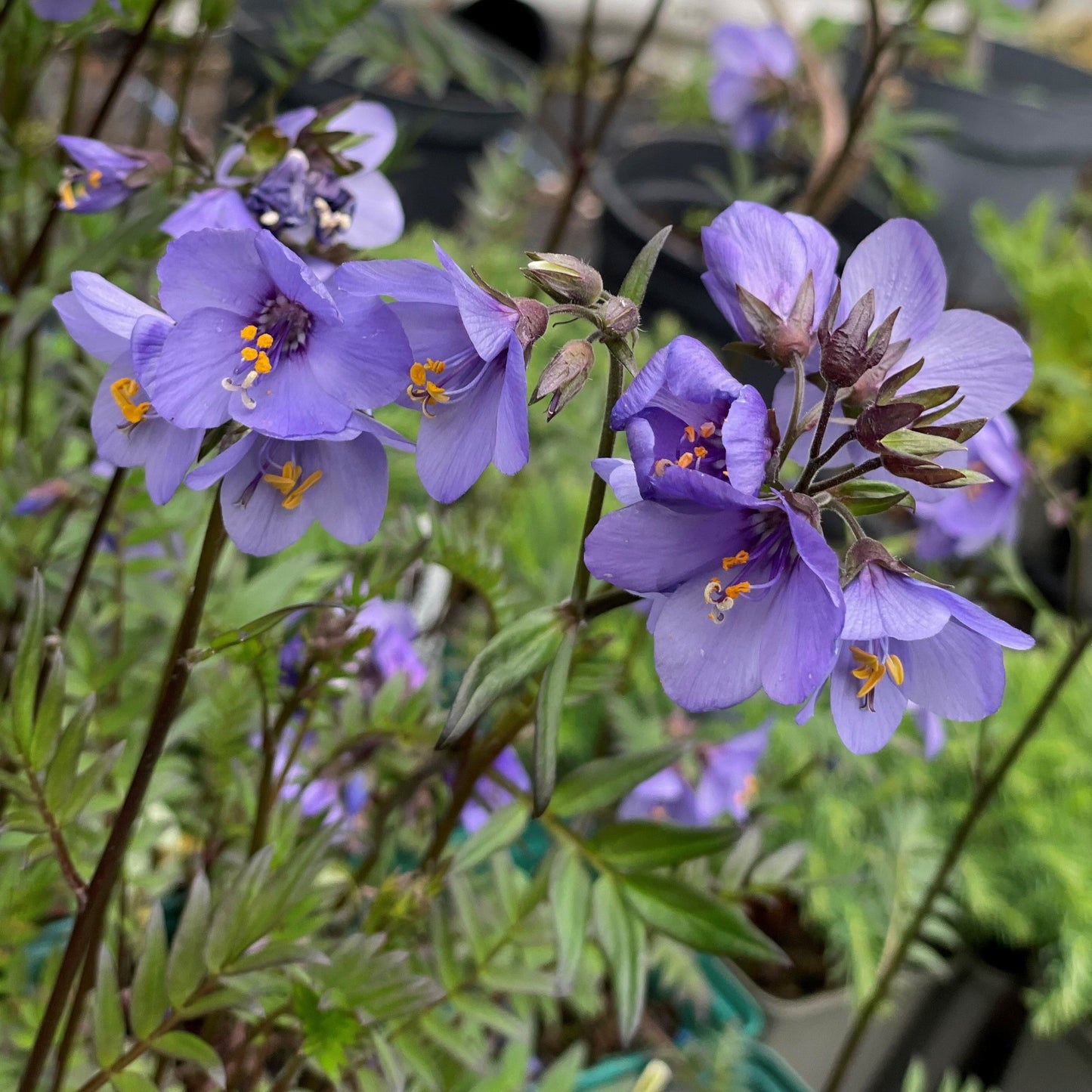 Jacob's Ladder Flower Seeds