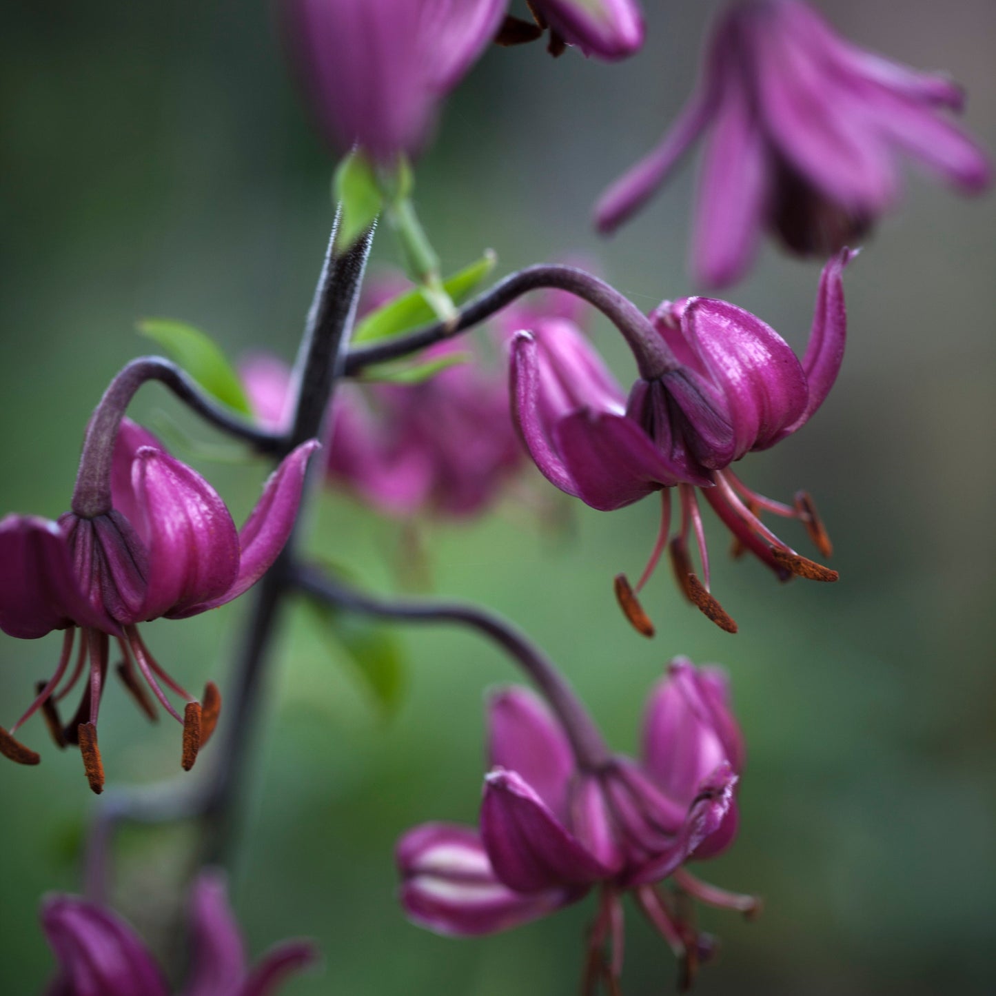 Cuphea 'Purple Passion' Flower Seeds