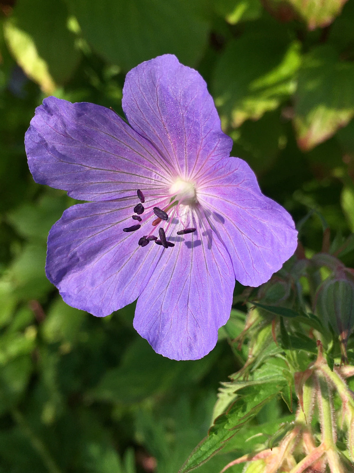 Geraniaceae Flower seeds for Planting Vibrant Colors Heirloom & GMO Free Seeds for Home Garden
Sale for planting in home garden