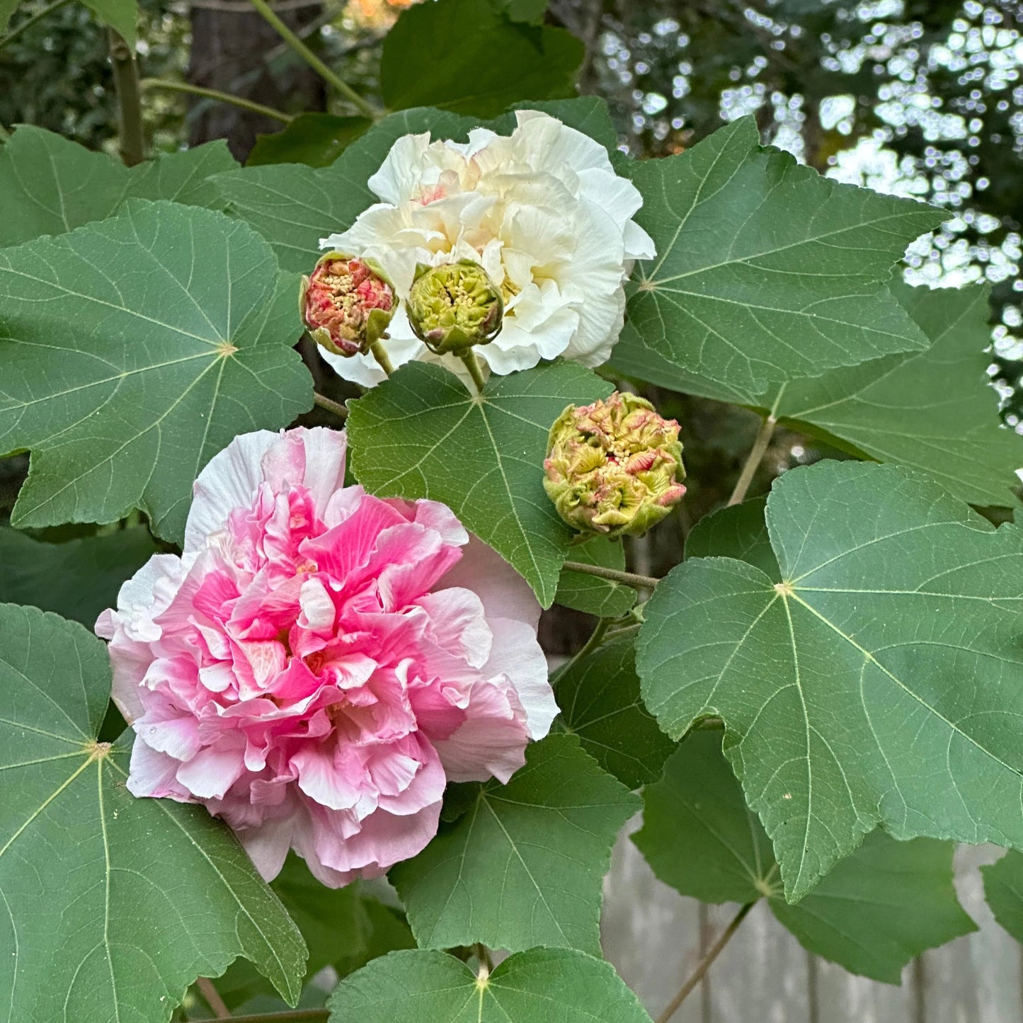 Hibiscus Mutabilis Flower seeds