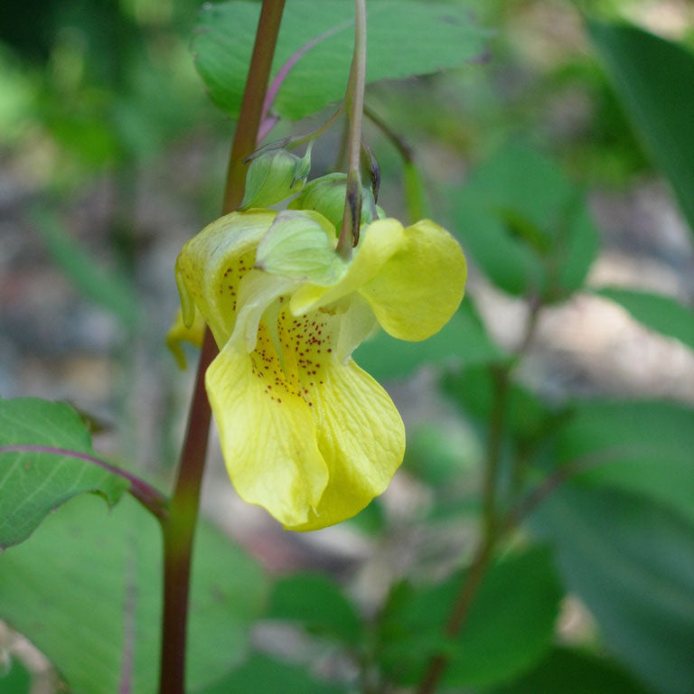 Yellow Jewelweed Flower Seeds