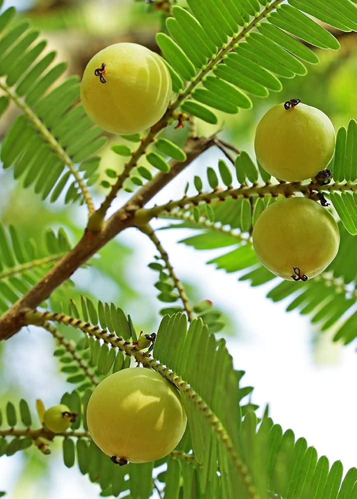 Indian Gooseberry (Phyllanthus emblica) Emblic Edible Fruit Tree Seeds