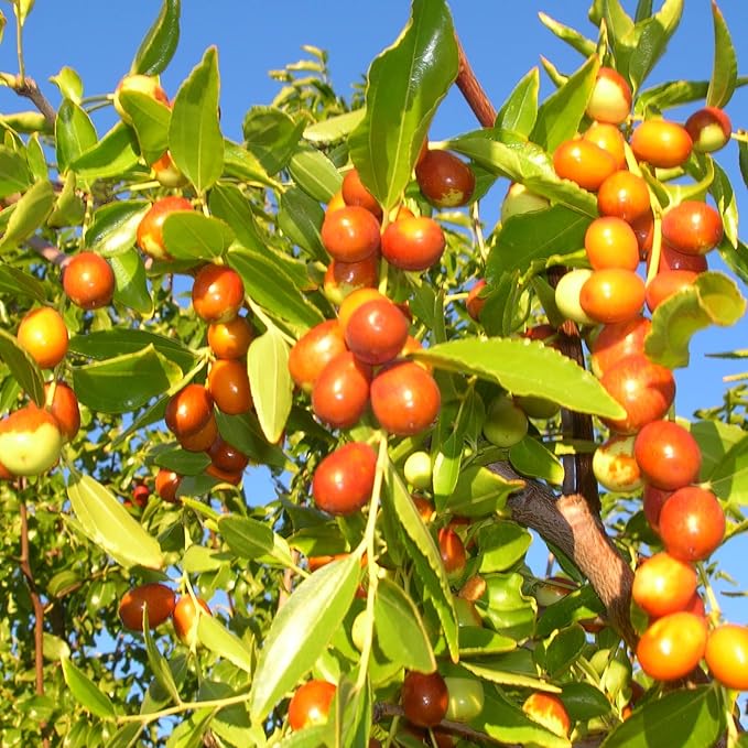 Indian Jujube Fruit Tree Seeds