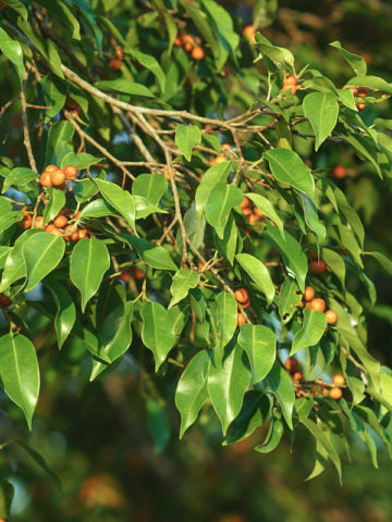 Weeping Fig (Ficus benjamina) Benjamin Indian Rubber Tree Houseplant Seeds