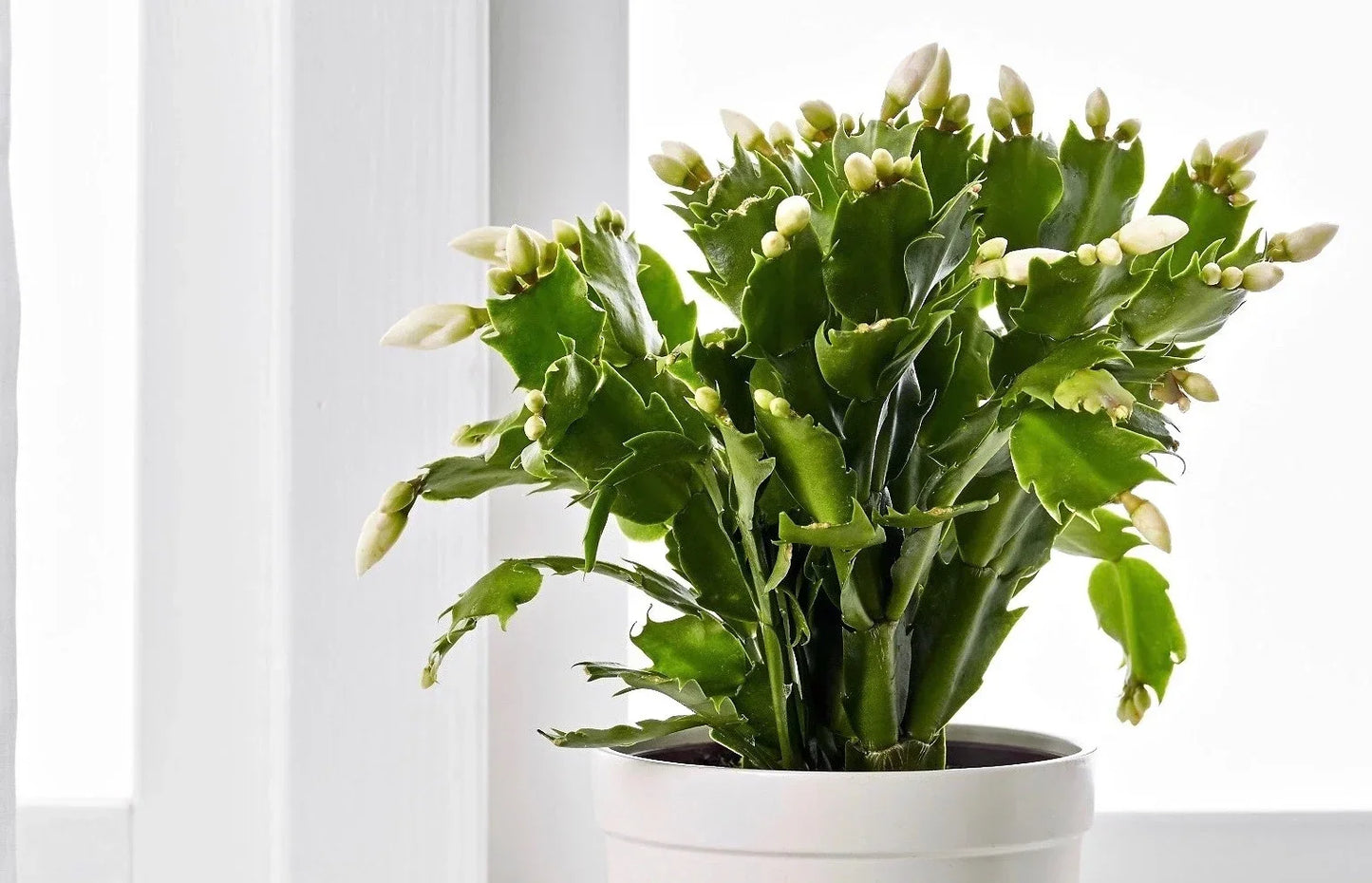 Potted Schlumbergera Seeds for Indoor Balcony Gardening