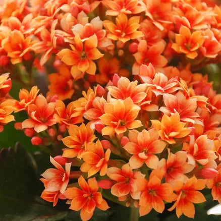 Kalanchoe Flower seeds for Planting - Bright Blooms, Heirloom & GMO Free Seeds for Home Garden
Sale for planting in home garden