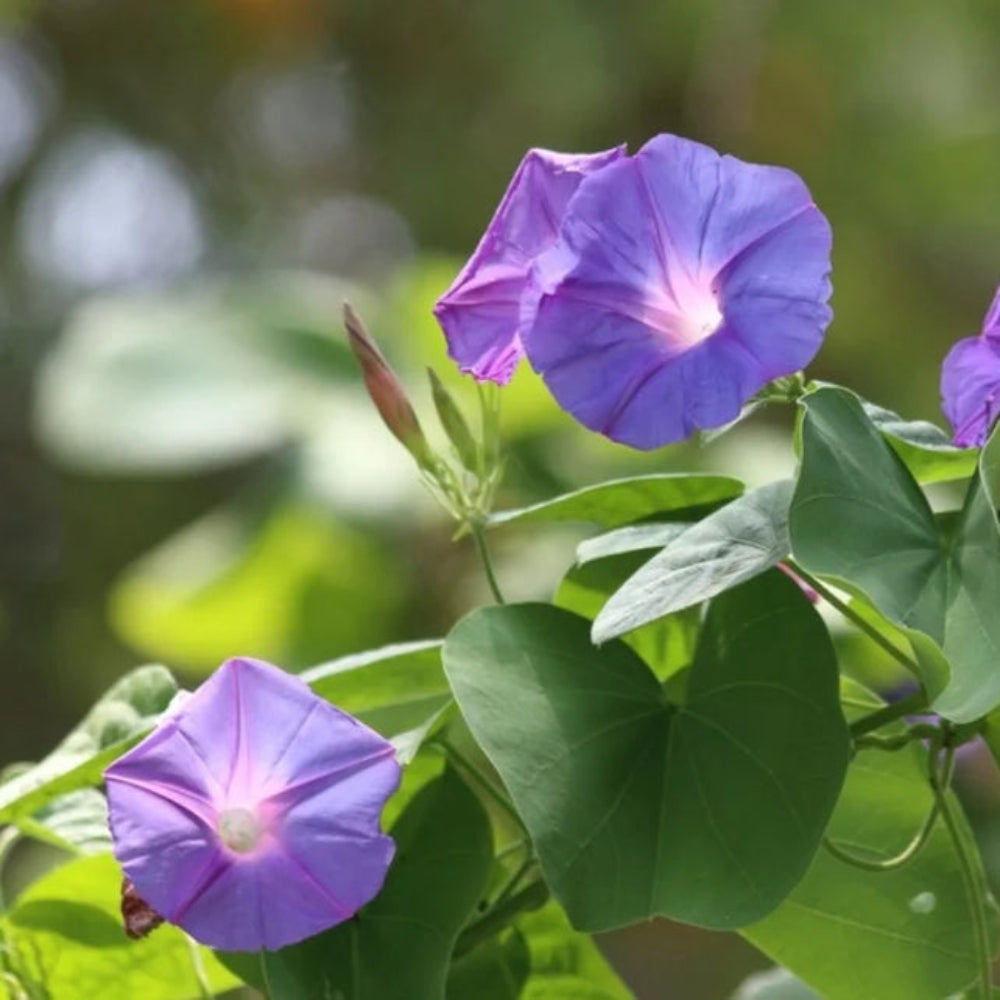 Semillas de flores de gloria de la mañana