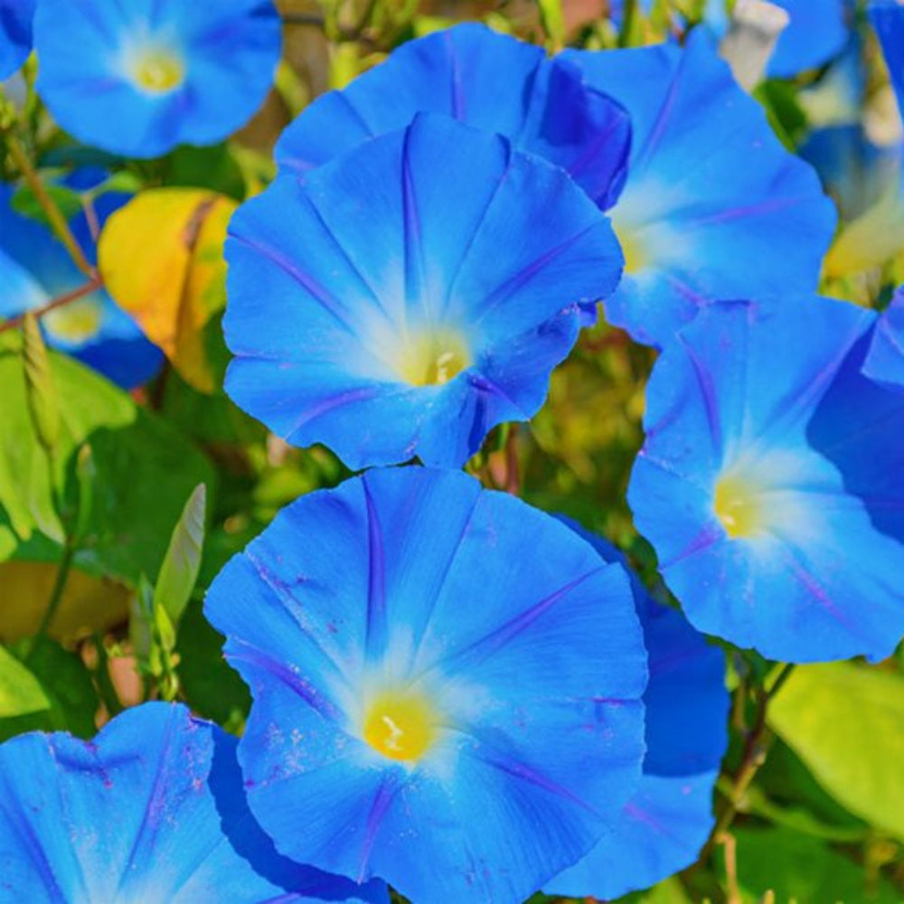 Blue Picotee Morning Glory Climbing Vine Seeds