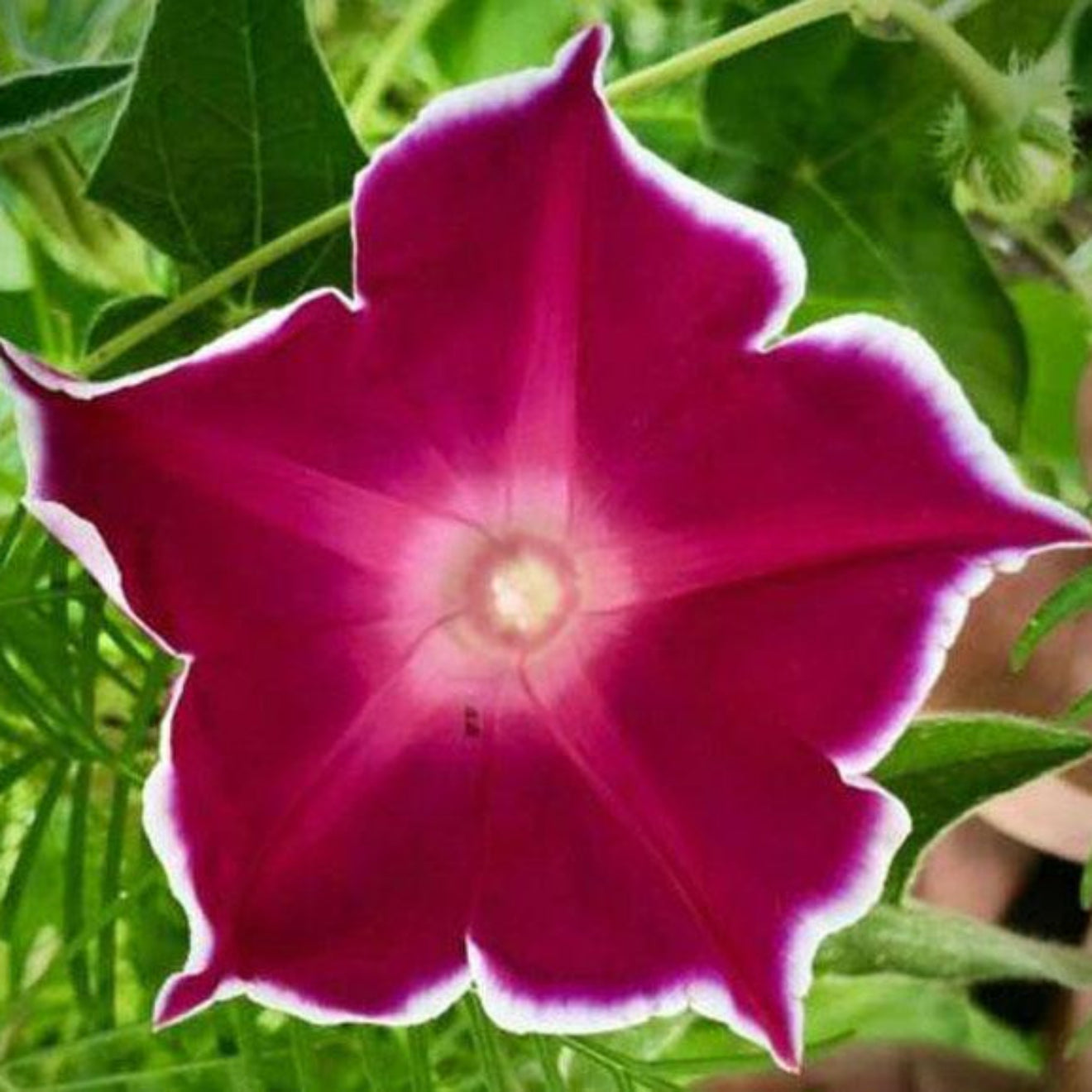 red morning glory seeds Red Picotee Morning Glory Flower Seeds for Planting – Heirloom, Non-GM – Pure Asia Seeds