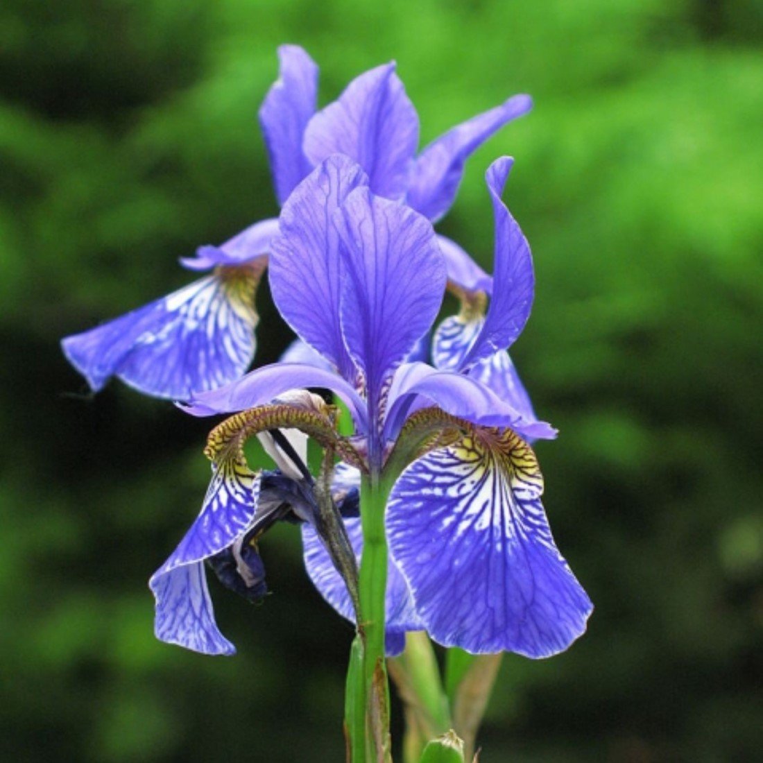 Siberian Iris Herb Seeds