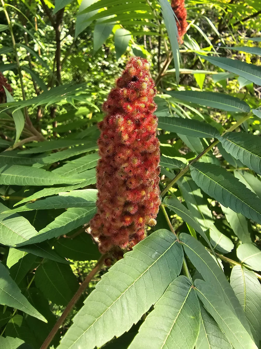 Staghorn Sumac Flower Seeds