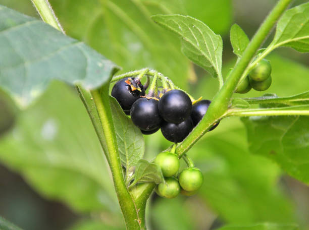 Black Nightshade (Solanum Nigrum) Herb Seeds