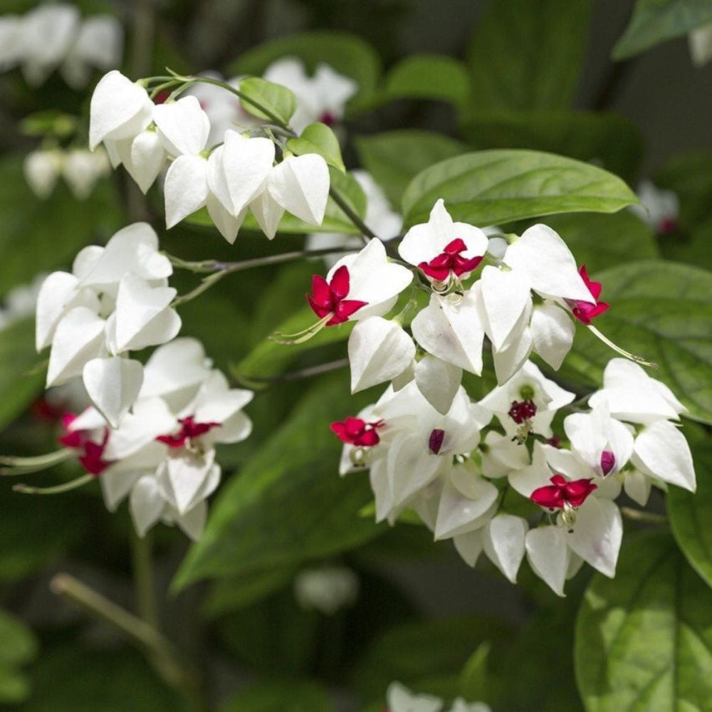 Tränendes Herz, Blumensamen (Clerodendrum Thomsoniae)