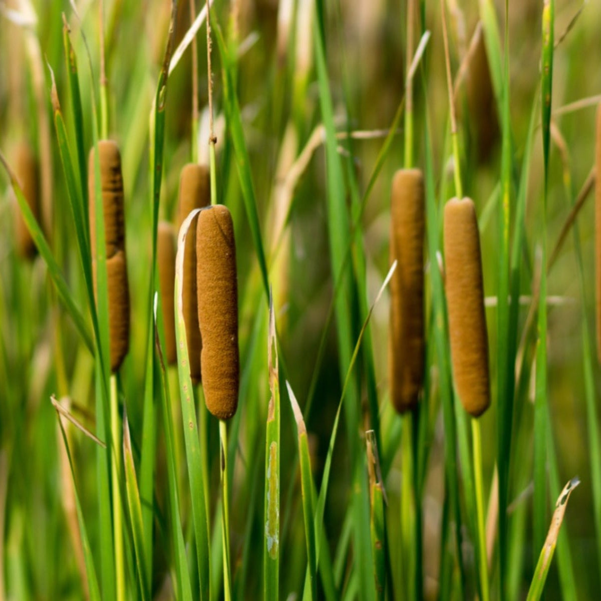 planting cattail seeds Cattail Herb Seeds for Planting – Heirloom, Non-GMO, Wetland Plant – Pure Asia Seeds