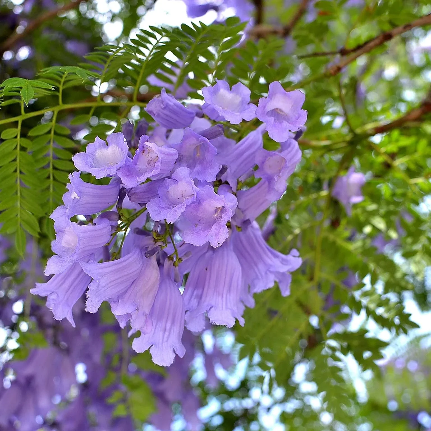 Jacaranda Mimosifolia Blumensamen
