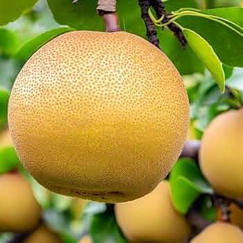 Asian Pear Tree (Pyrus pyrifolia) Oriental Japanese Fruit Seeds