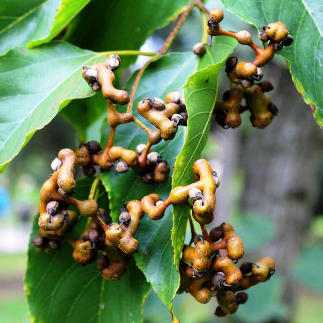 Japanese Raisin Tree (Hovenia Dulcis) Edible Fruit Oriental Honey Flowers Seeds