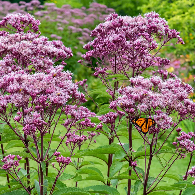 Joe Pye Weed Flower Seeds