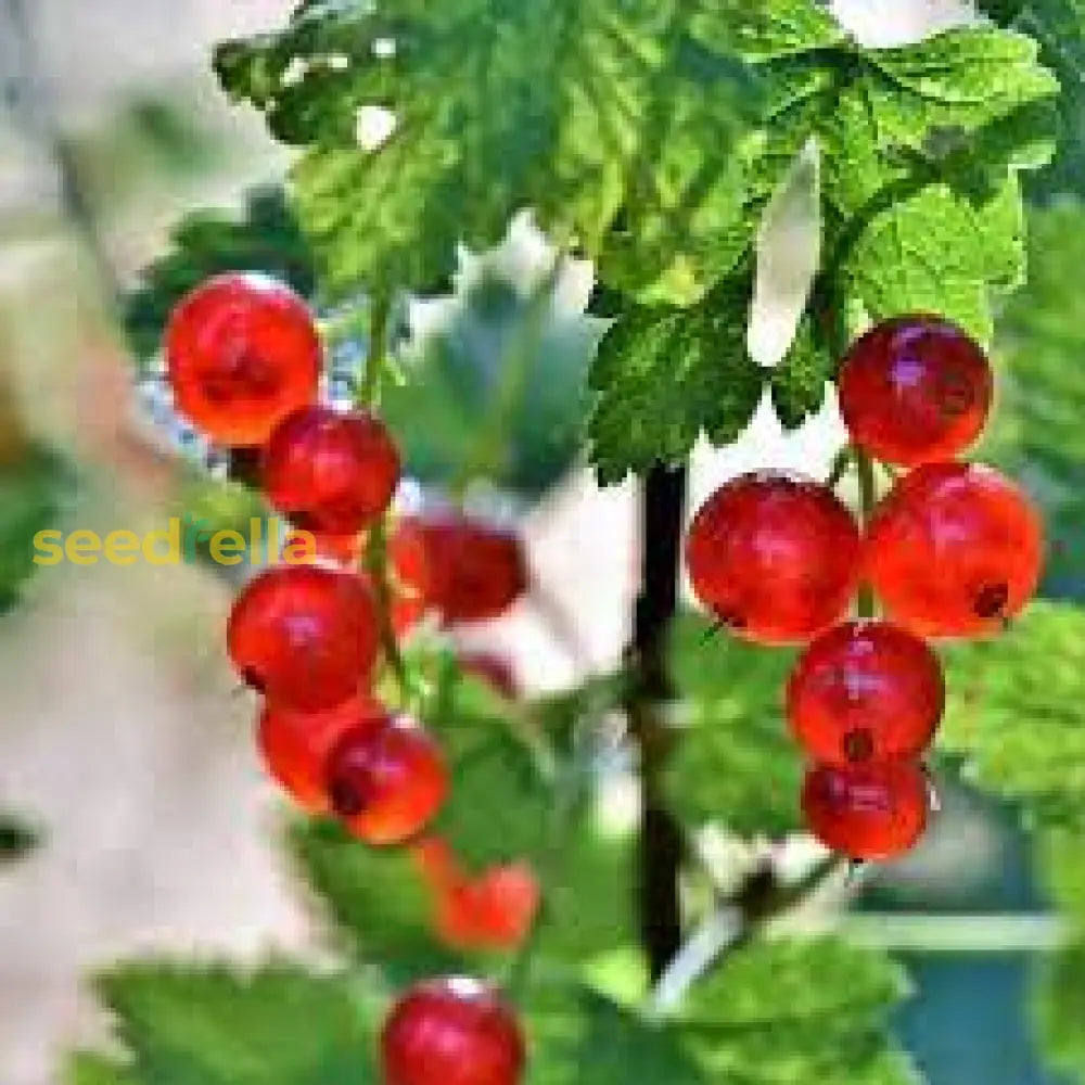 Johannisbeere Red Fruit Seeds for Planting - Grow Your Own Juicy Currants!