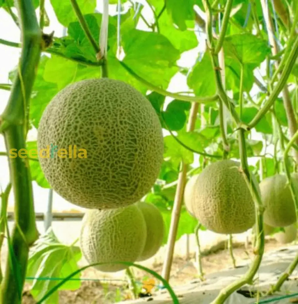 Fresh Melon Cantaloupe Seeds for a Vibrant Summer Harvest