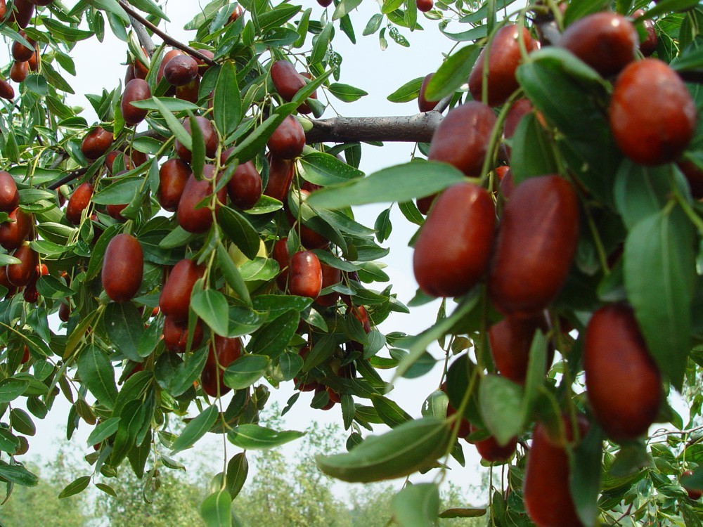 Red Chinese Date Tree (Ziziphus jujuba) Edible Fruit – Jujube Tree Seeds