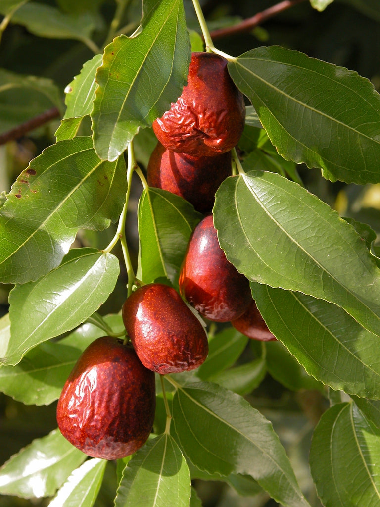 Red Ziziphus Jujube Fruit Seeds Planting Sweet