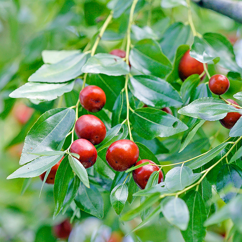Jujube Tree Seeds - Ziziphus jujuba