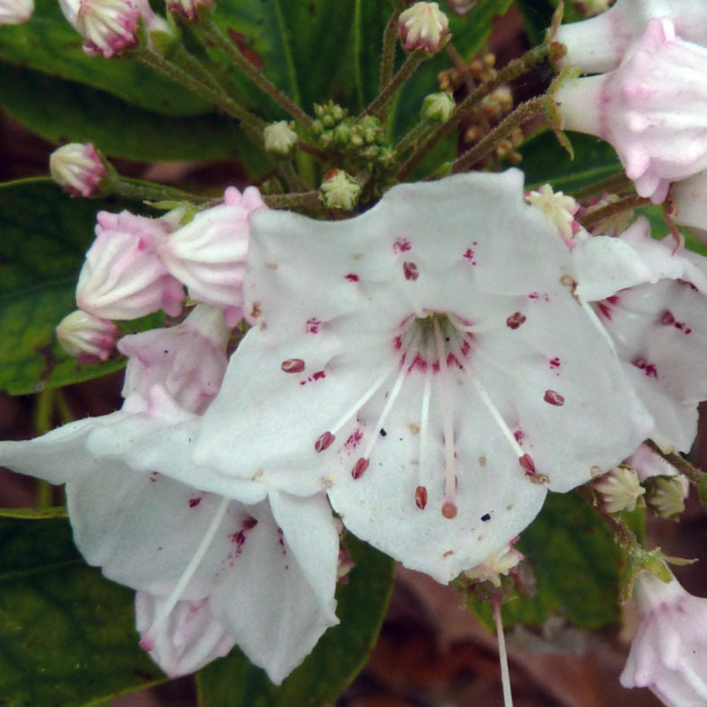 Graines de fleur de laurier des montagnes