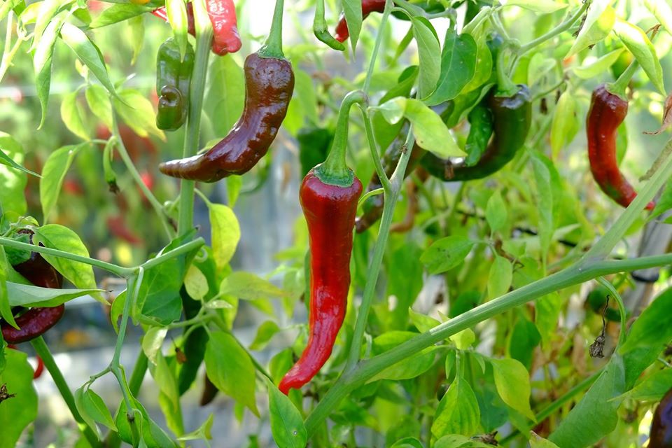 Semi di peperoncino del Kashmir per ortaggi