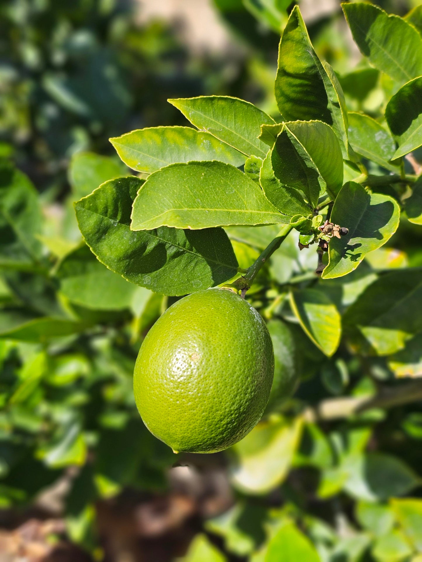 Key Lime (Citrus aurantifolia) Fruit Tree Shrub Seeds – Tart, Flavorful Limes for Your Garden