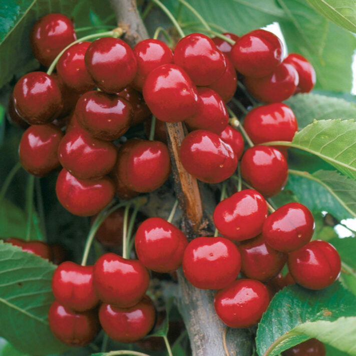 Rainier Cherry Fruit Seeds
