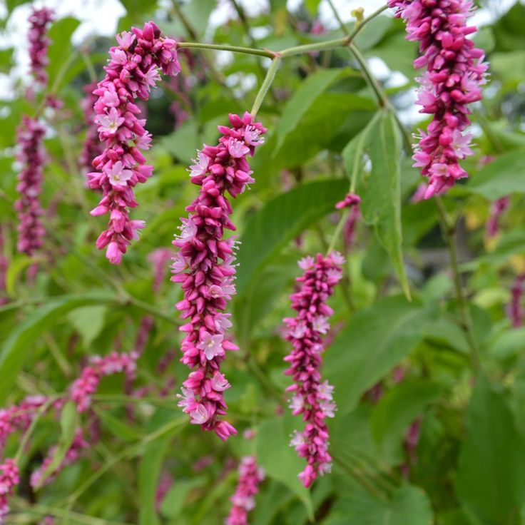 Kiss Me Over the Garden Gate Princess Feather (Polygonum orientale, Persicaria orientalis) Magenta Pink Flower Herb Seeds